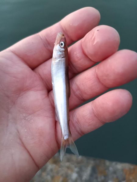 2023/04/27 大阪市内河川 稚鮎釣…