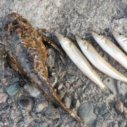 播磨新島のキス釣査