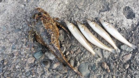 播磨新島のキス釣査