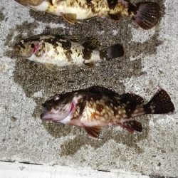 スーパーのイワシでぶっこみ釣り