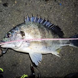 2023/04/27 南港ヘチ釣り釣行