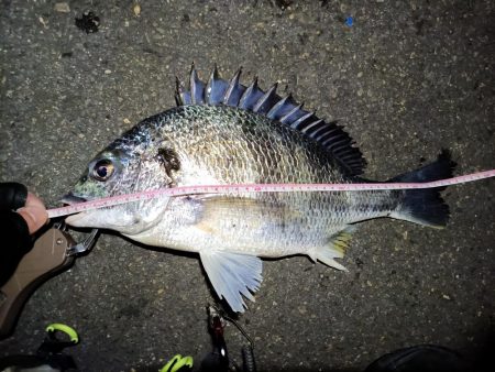 2023/04/27 南港ヘチ釣り釣行