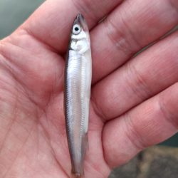 2023/04/28 大阪市内河川 稚鮎釣り