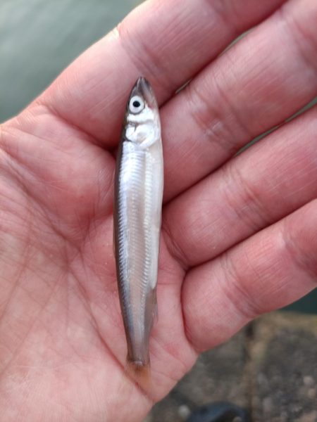 2023/04/28 大阪市内河川 稚鮎釣り