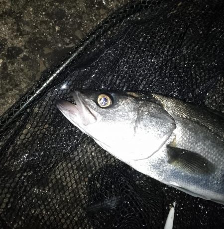 やっぱり時合いは短い…