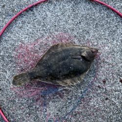 小春日和で紀州釣り