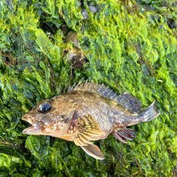 朝マヅメあじん