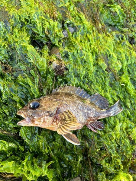 朝マヅメあじん