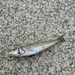 ランガンアジング