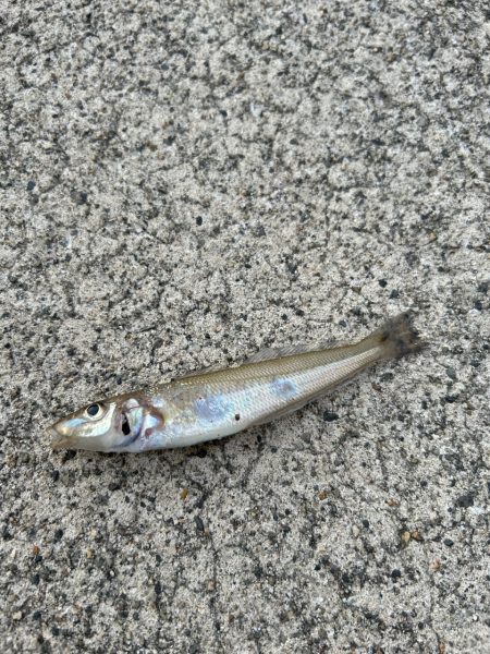 ランガンアジング