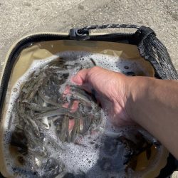 ★★今日は、370匹でした。★★