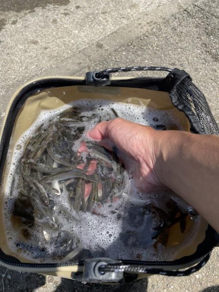 ★★今日は、370匹でした。★★