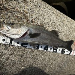 青物ダメでもシーバス