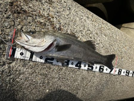 青物ダメでもシーバス