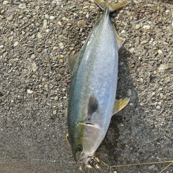 今日も時合い短し