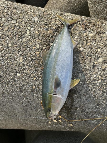 今日も時合い短し