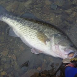 桜散る春のバス