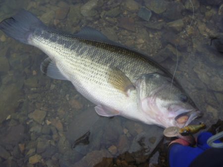 桜散る春のバス