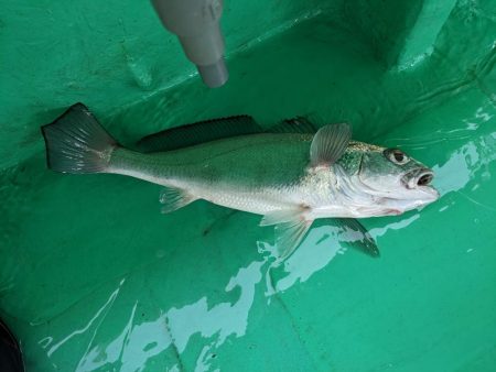 またクログチ（泉州丸）