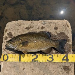 花見とバス釣り