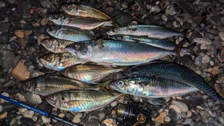 自作プラグで大型サバ、アジ