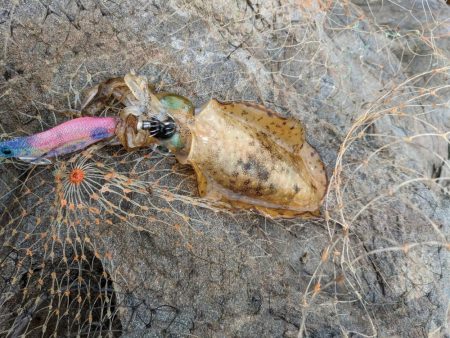 エギング＆アジング