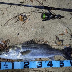 バチパターンかな