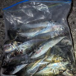 試行錯誤の爆釣アジング🐟