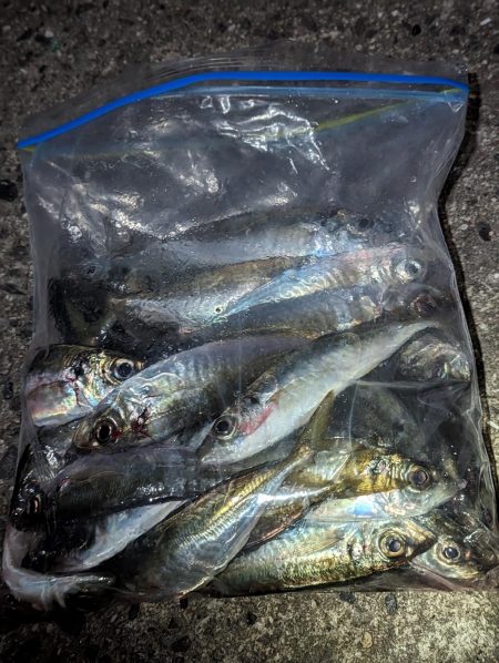 試行錯誤の爆釣アジング🐟