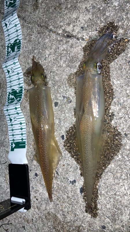 ヤリイカ１日目