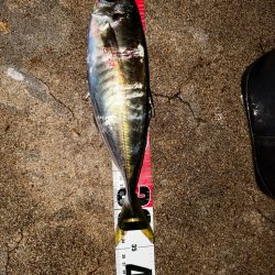 4月14日、4月15日釣果