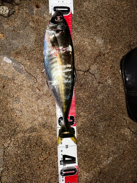 4月14日、4月15日釣果