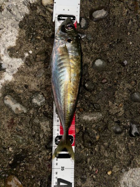 ４月10日、4月12日釣果