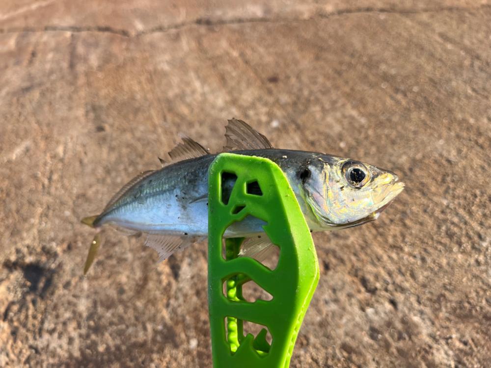 離島アジング爆釣!