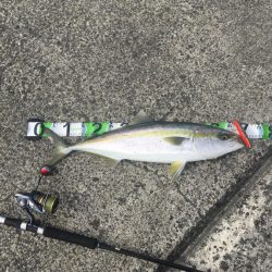 今年（今春） 初青物