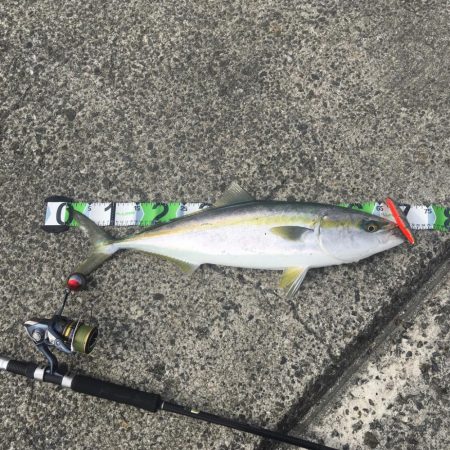 今年（今春） 初青物