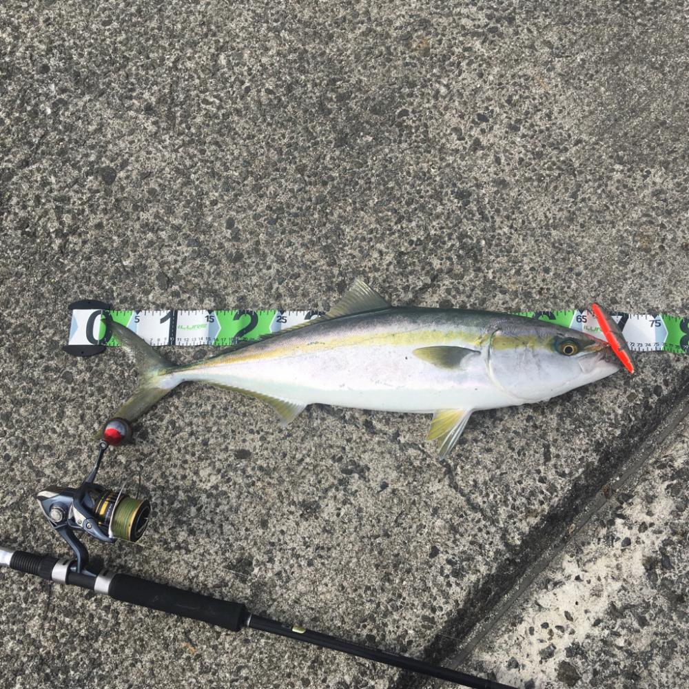 今年（今春） 初青物