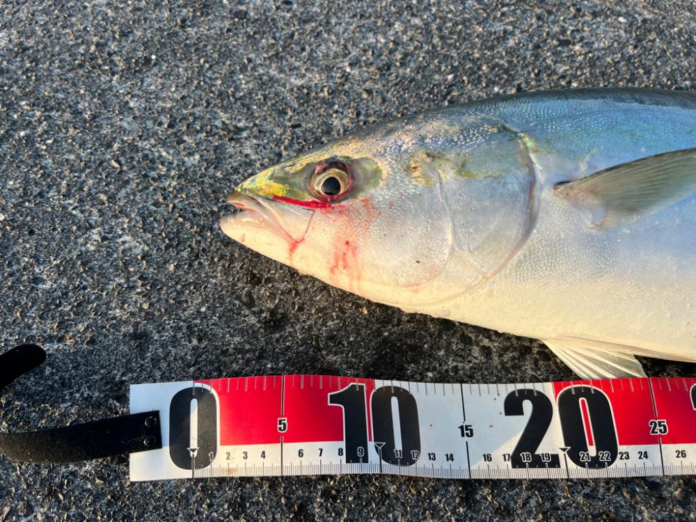 青物戦線異常アリ？ナシ？