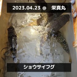 鯛/タイラバ&ショウサイフグ/ネオカットウ