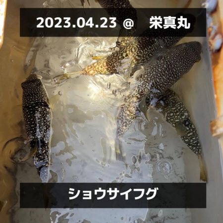 鯛/タイラバ&ショウサイフグ/ネオカットウ