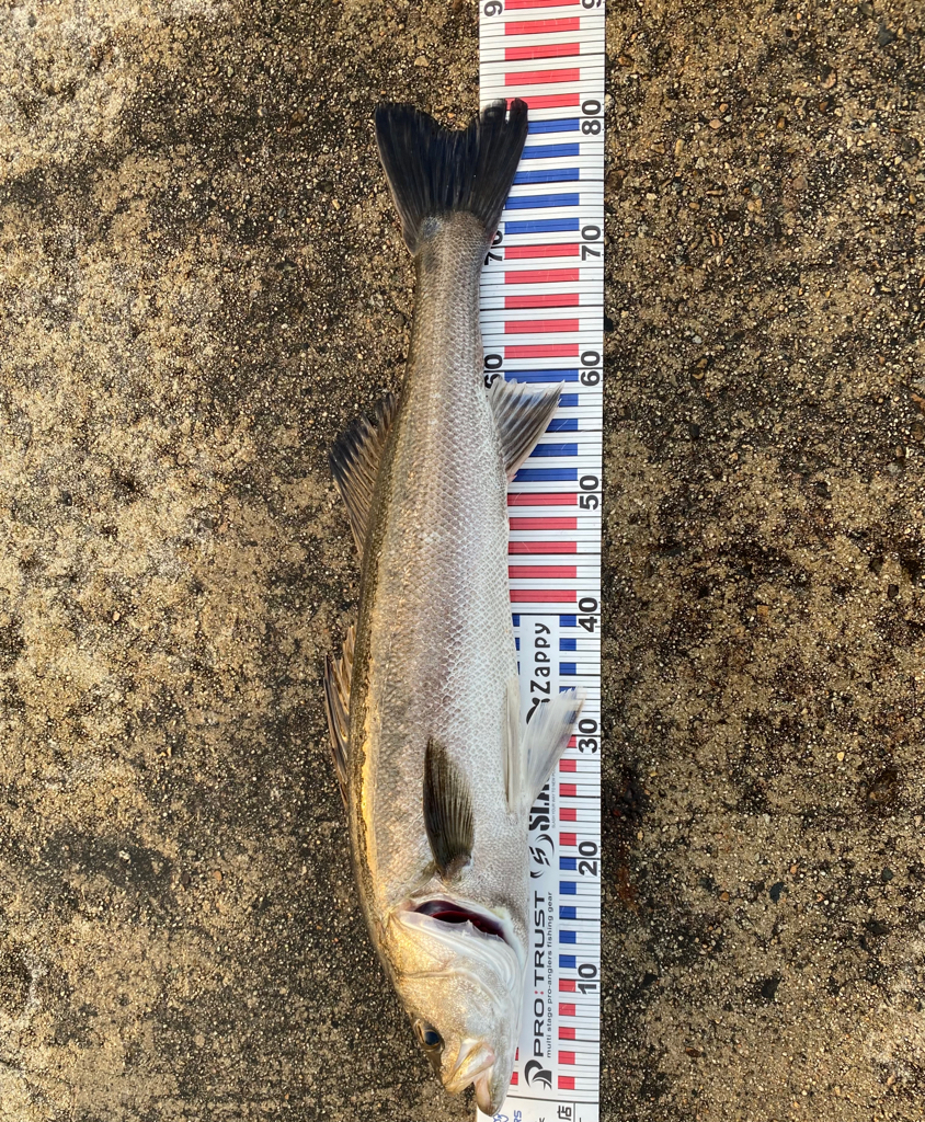 今年初ランカー