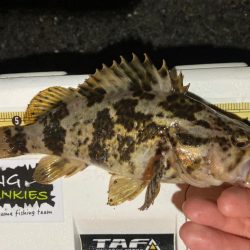 美味しいやつ👍