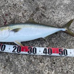 ショアジギでメジロ