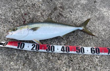 ショアジギでメジロ