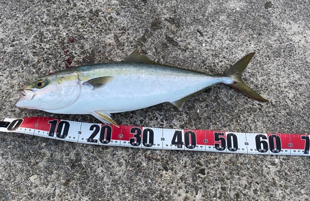 ショアジギでメジロ