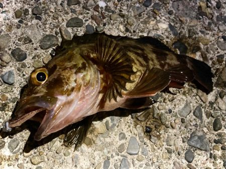 バチはまだ？ガシラと遊んできましたにゃ！