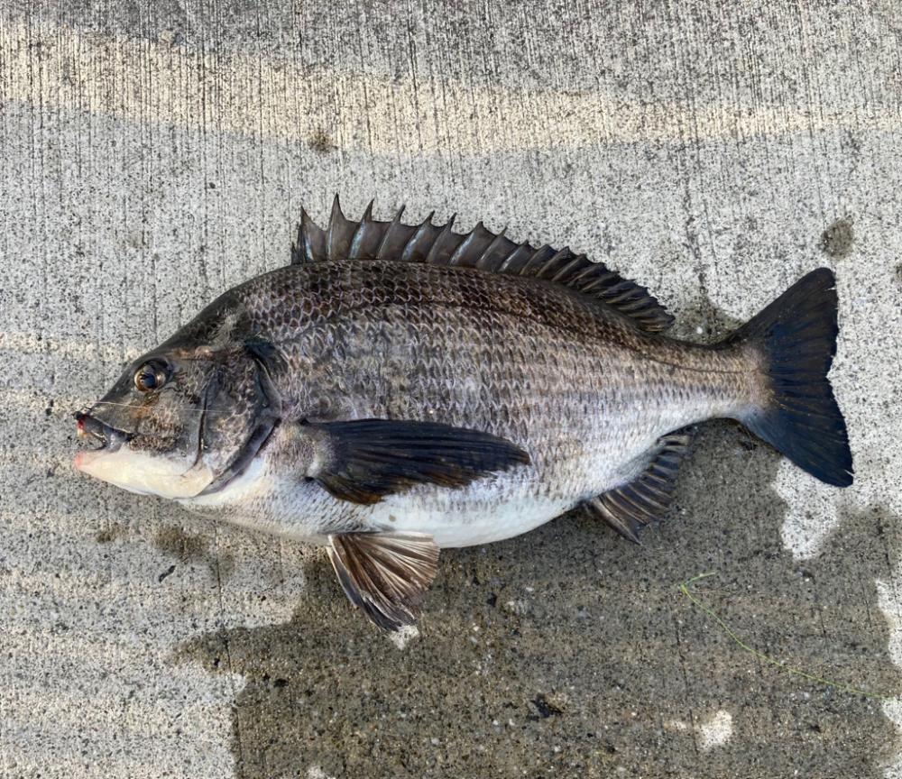 寒の戻りでエビ撒きしました