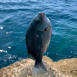 寒グレもすっかり終わり…