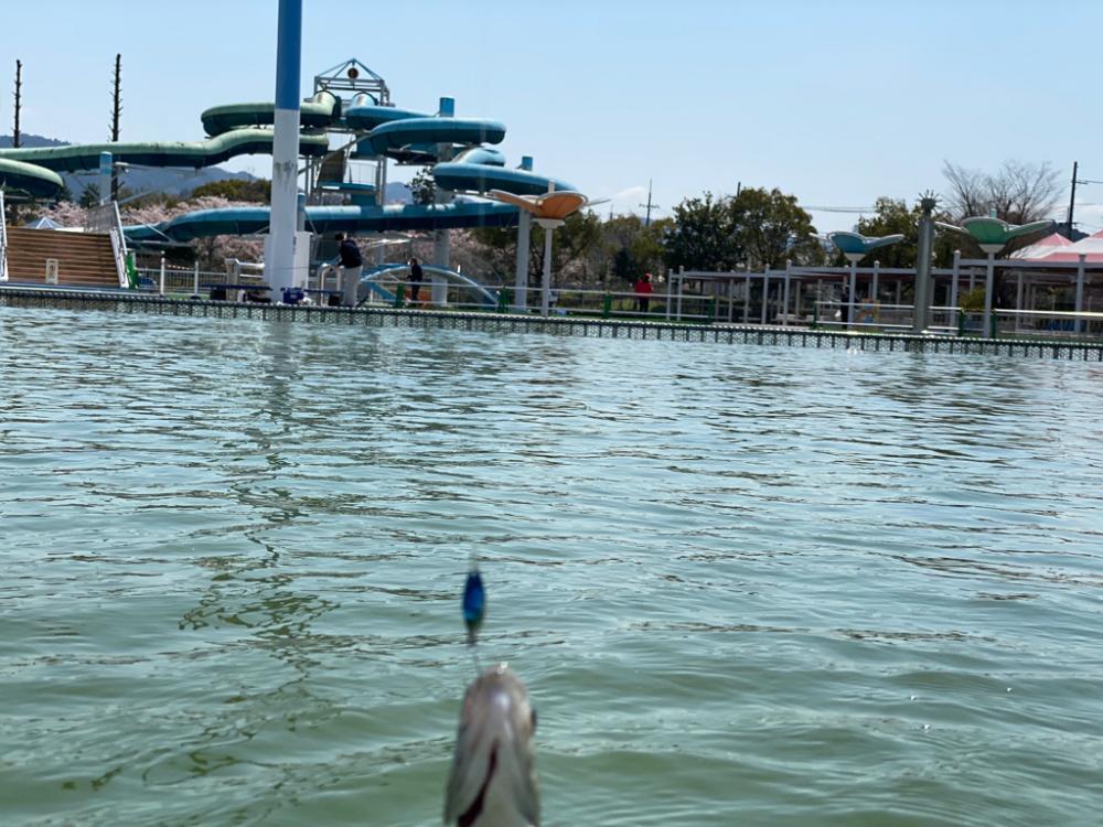 エリアトラウト　かめプー入れ食い