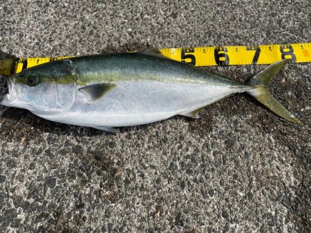 23 ショアジギ　初釣果ブリ‼…